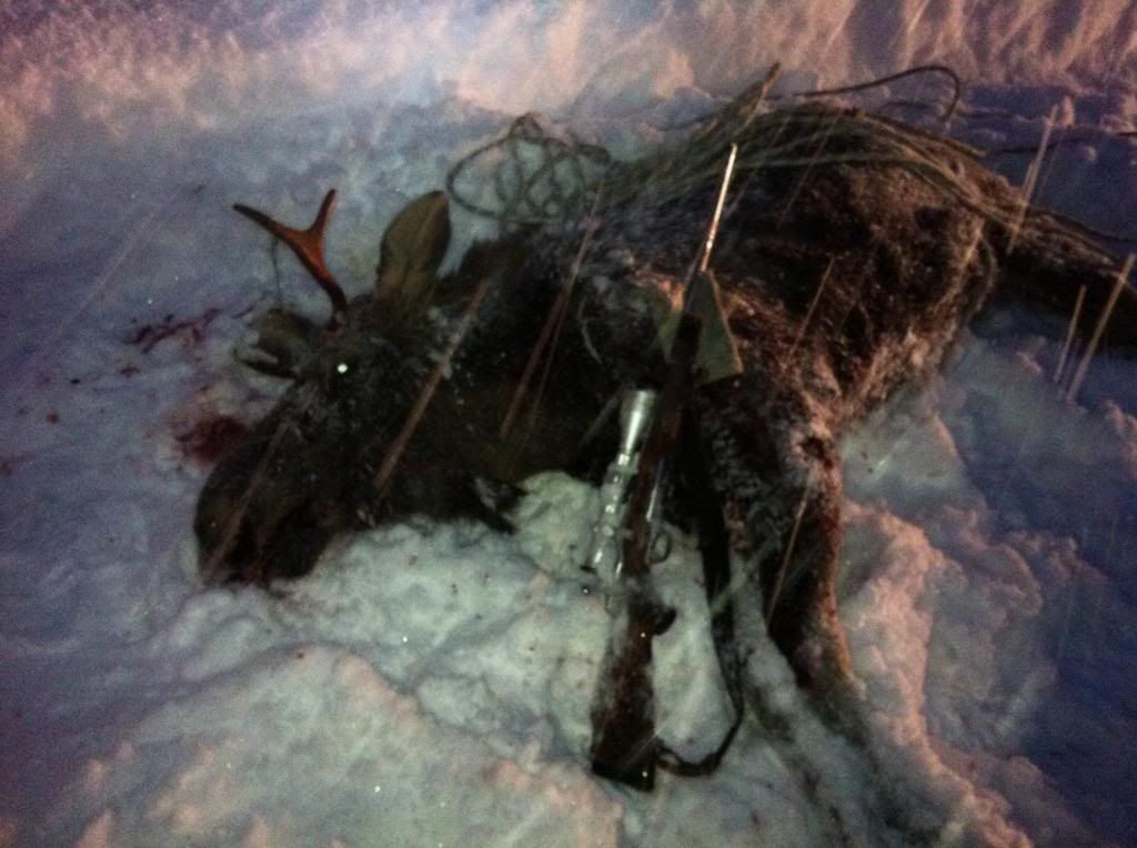 first moose...spike fork