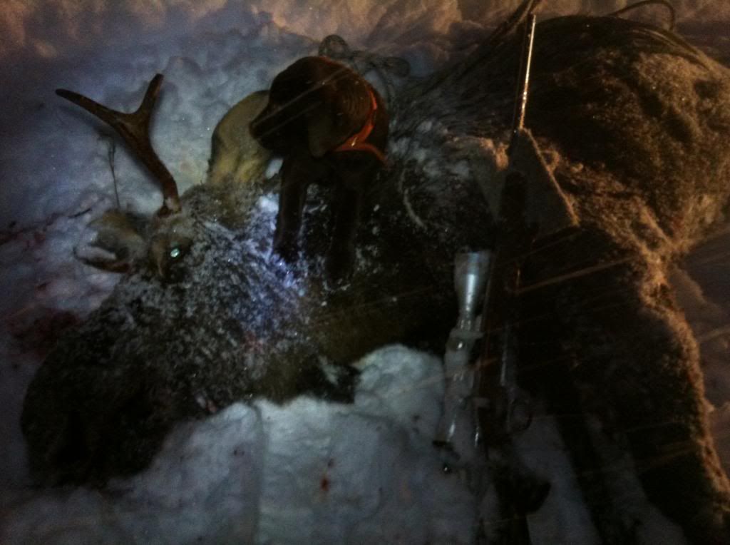 first moose...spike fork