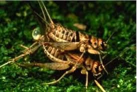 crickets_zpseaeef1cf.jpg