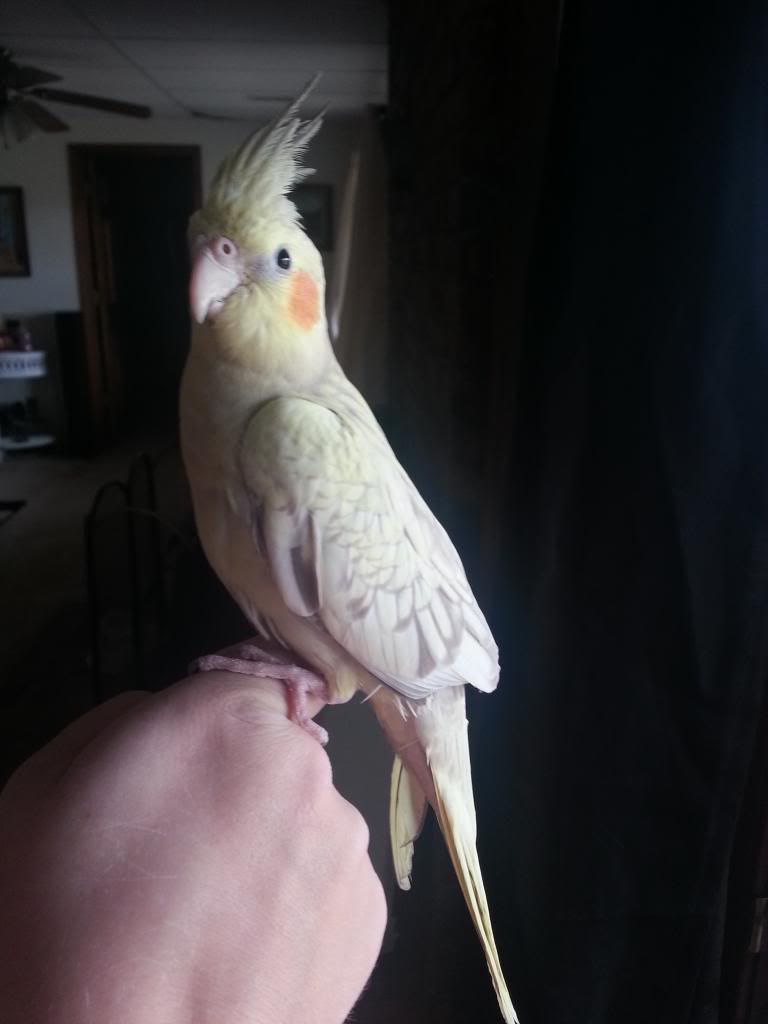 2 month old cockatiel