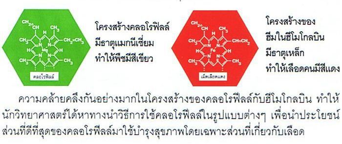 โครงสร้างคลอโรฟิลล์