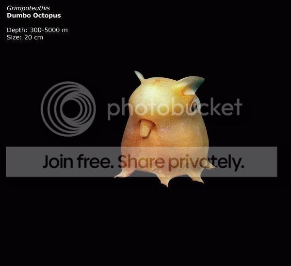 download_006_zps9fc716c6.jpeg