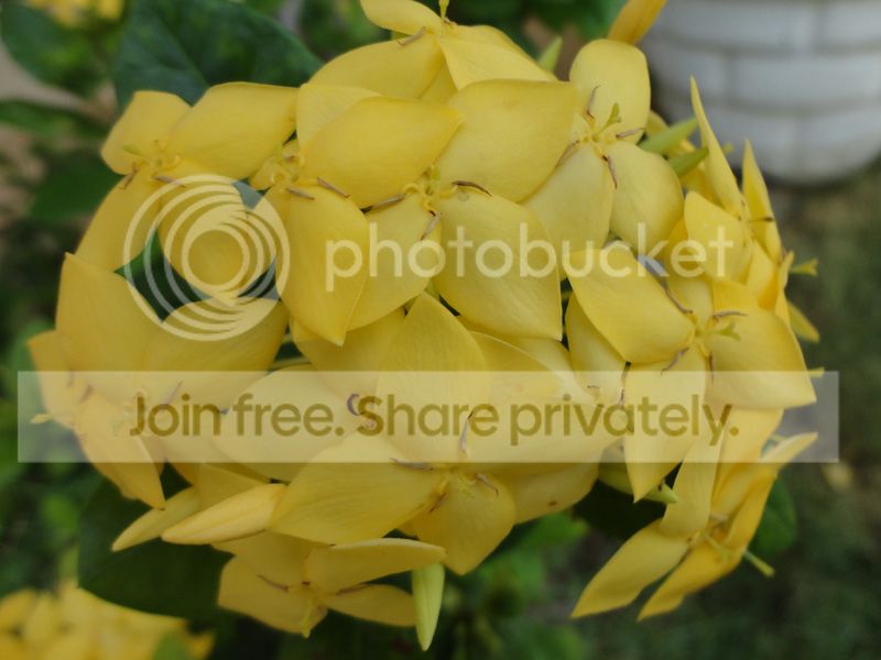 DSC08521_zpsb215f0da.jpg