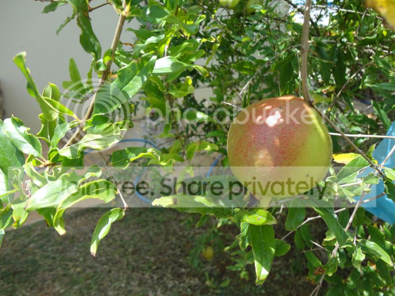 DSC08527_zpsfb160cf5.jpg