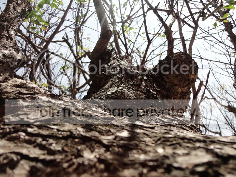 DSC08539_zpsabffe8df.jpg