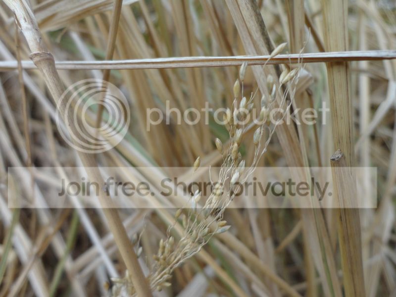 DSC08597_zps448bc3ce.jpg